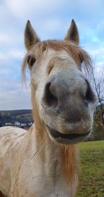 Close-up portrait of a horse on field