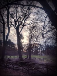 Bare trees on field at sunset