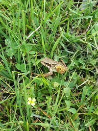 High angle view of snake on field