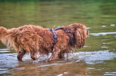 View of a dog in water