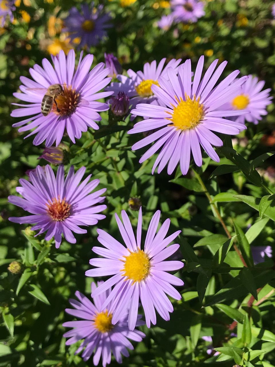 flower, petal, nature, beauty in nature, fragility, freshness, growth, flower head, plant, outdoors, blooming, no people, day, yellow, close-up, osteospermum