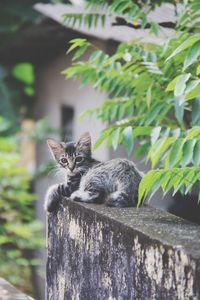 Portrait of cat