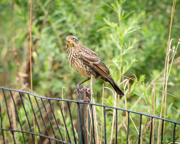 Bird perching on a fence