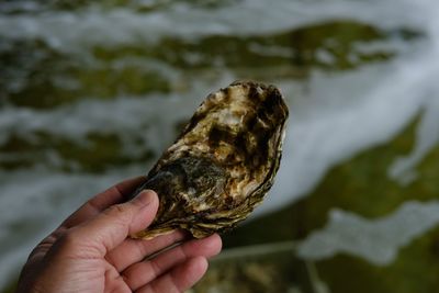 Cropped hand holding oyster at beach
