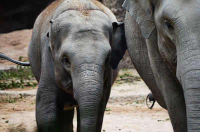 Close-up of elephant
