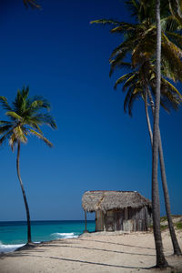 Palm trees on beach