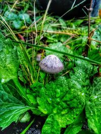 Close-up of mushroom growing on field