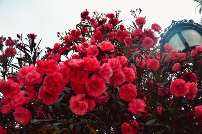 Close-up of pink cherry blossoms in spring