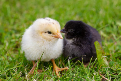 Healthy young chicks on green grass.