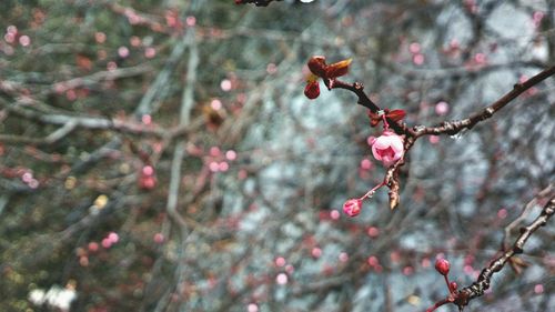 Close-up of cherry blossoms on tree