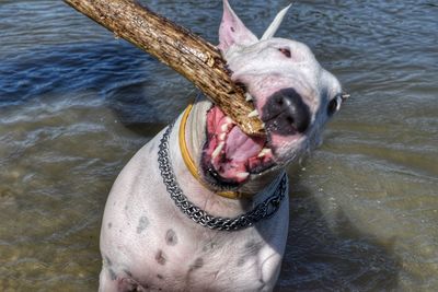 Close-up of dog in water