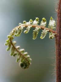 Close-up of flowers on twig
