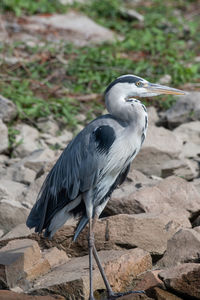 Close-up of gray heron perching on rock