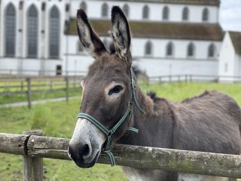 Close-up of donkey in ranch