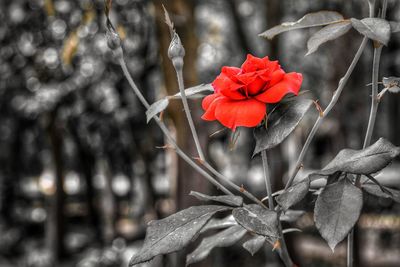 Close-up of red flowers blooming outdoors