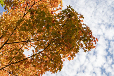 Low angle view of maple tree against sky