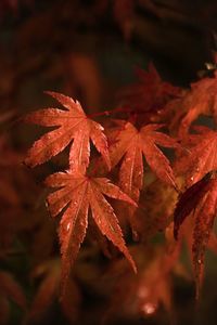 Close-up of raindrops on maple leaves