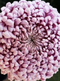 Close-up of pink dahlia flowers