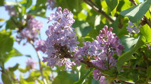 Close-up of bee on flower