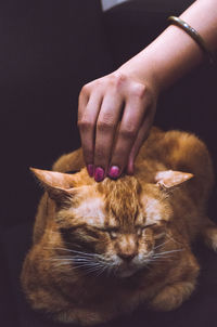 Midsection of person holding cat