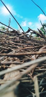 Low angle view of dry plants on land against sky