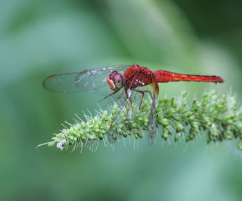 Close-up of insect on flower