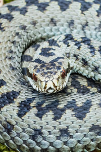 Full frame shot of coiled viper