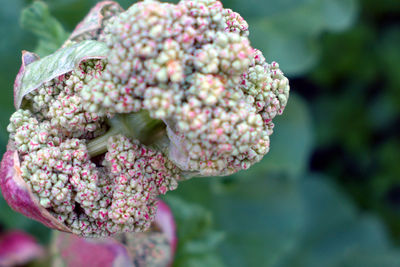 Close-up of flowers against blurred background