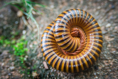High angle view of shell on field