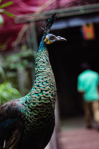 Close-up of a peacock