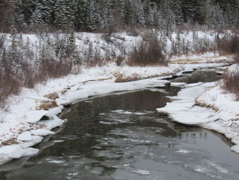 Frozen lake by trees during winter