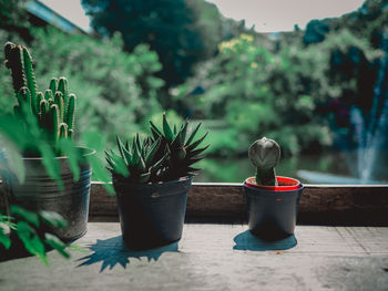 Close-up of potted plant on table
