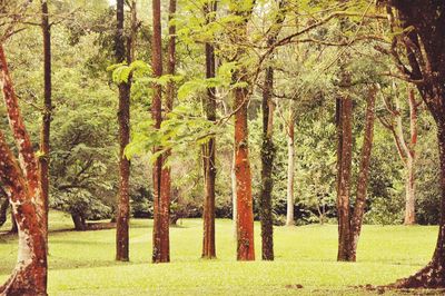 Trees in forest