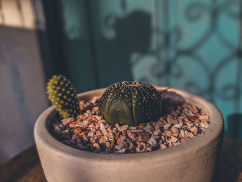 Close-up of potted plant on table