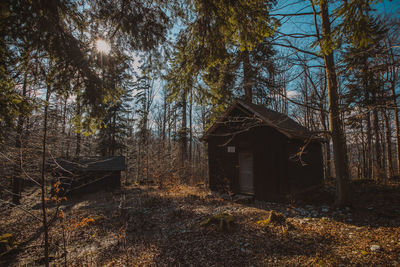 Trees growing in abandoned building