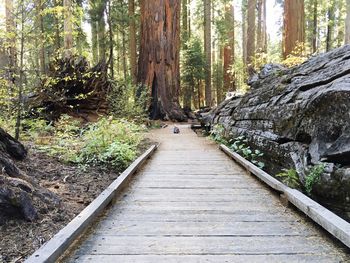 Narrow pathway along trees in forest