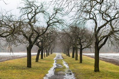 Footpath amidst trees on landscape