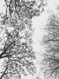 Low angle view of bird on branch against sky