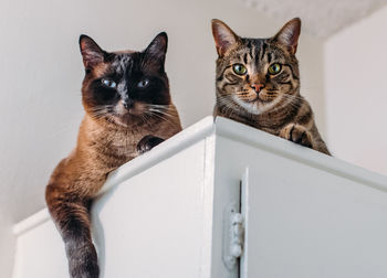 Portrait of cats