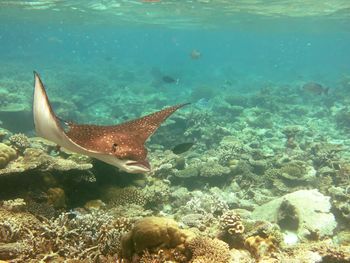 Stingray swimming in sea