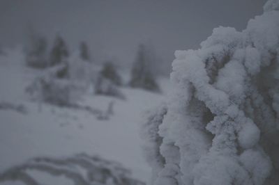 Snow covered trees