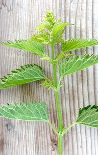 Close-up of plants