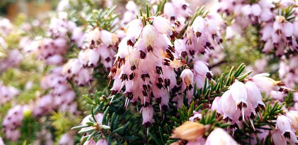Close-up of pink flowering plants