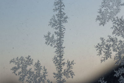 Low angle view of trees against sky