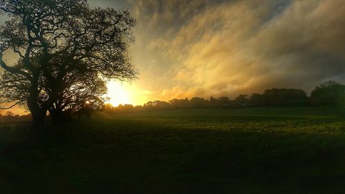 Trees on field against sky during sunset