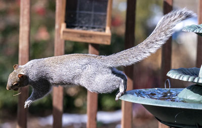 Squirrel leaps onto a fountain on the deck