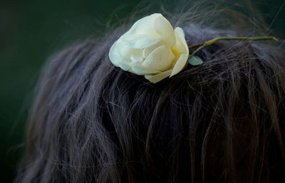 Close-up of white rose flower