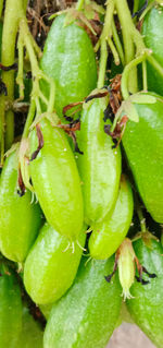 High angle view of fruit growing on plant