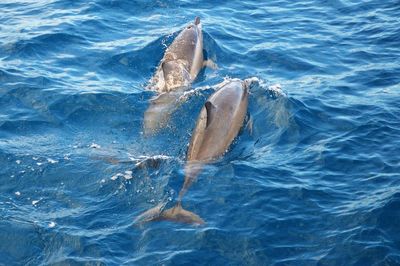 Dolphins swimming in sea