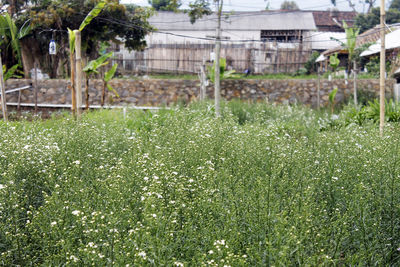 Close-up of grass growing on field